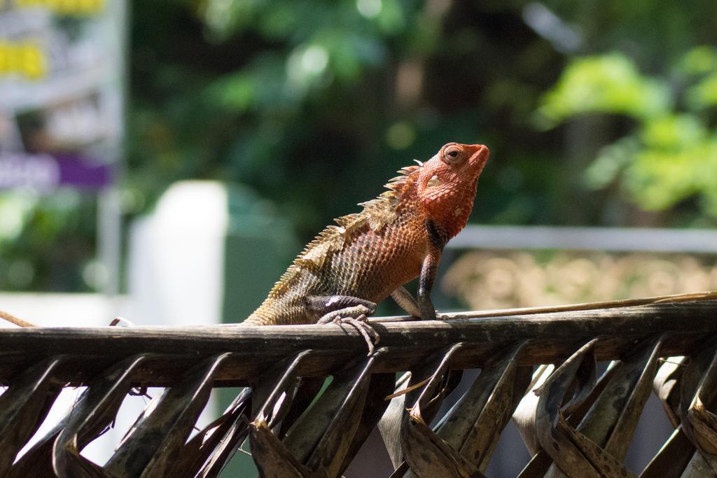 Garden Inn Mirissa Zewnętrze zdjęcie